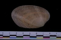 藏品(淺蜊)的圖片